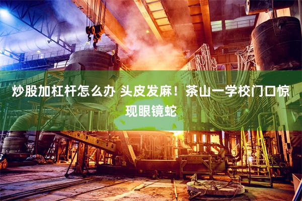 炒股加杠杆怎么办 头皮发麻！茶山一学校门口惊现眼镜蛇