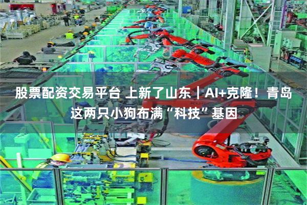 股票配资交易平台 上新了山东｜AI+克隆！青岛这两只小狗布满“科技”基因
