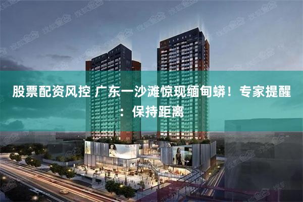 股票配资风控 广东一沙滩惊现缅甸蟒！专家提醒：保持距离